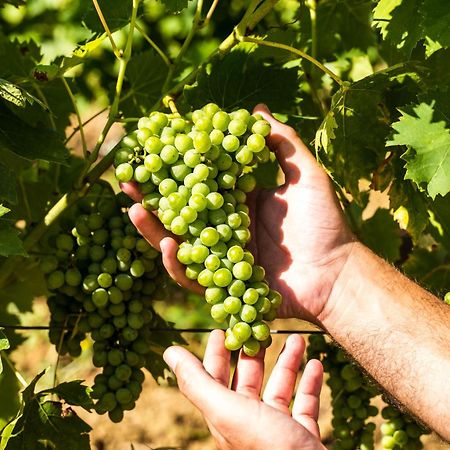 Agriturismo Casetta I Vinci Ngoại thất bức ảnh