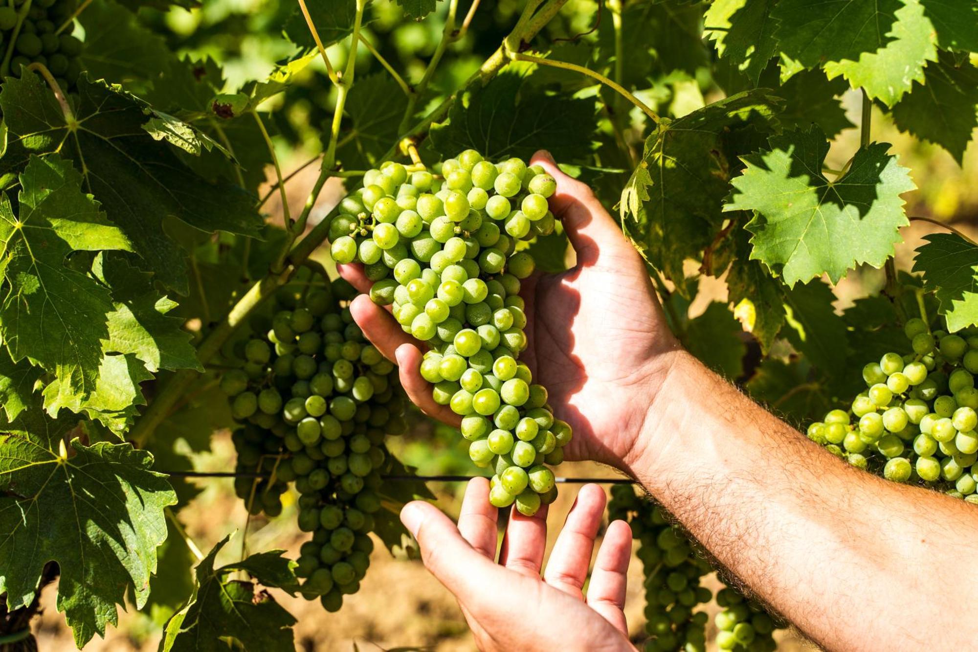Agriturismo Casetta I Vinci Ngoại thất bức ảnh